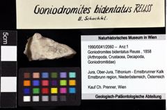 Foto (Objket + Etiketten) von Goniodromites bidentatus (Reuss, 1858) 